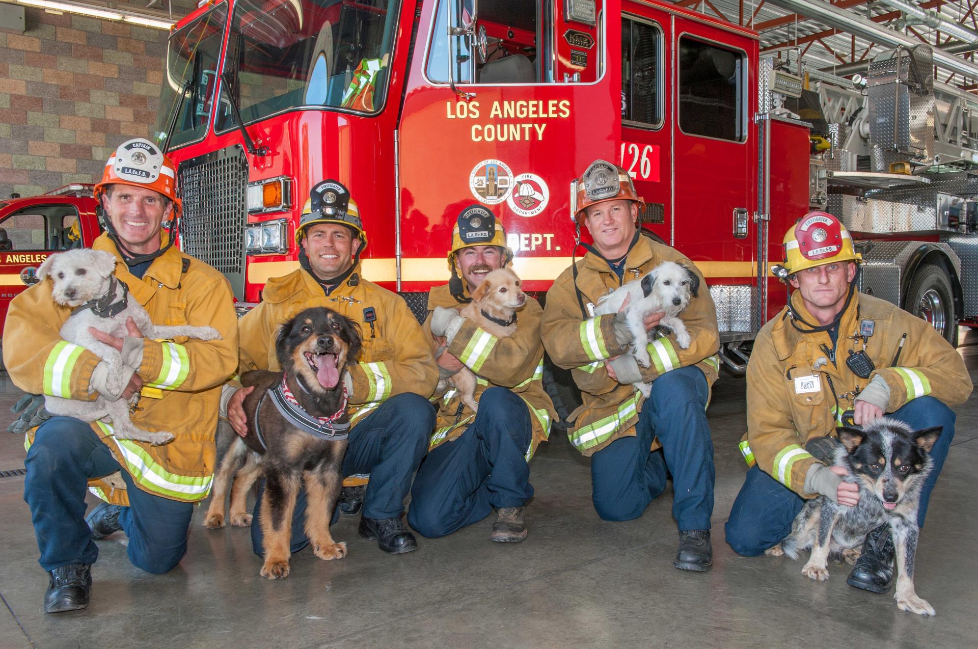 Firemen and Dogs