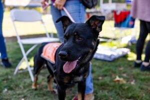 Dog available for adoption