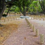 Photo of the tree stumps with plaques at the Youth Grove