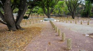 Photo of the tree stumps with plaques at the Youth Grove