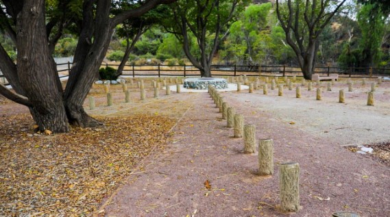Photo of the tree stumps with plaques at the Youth Grove
