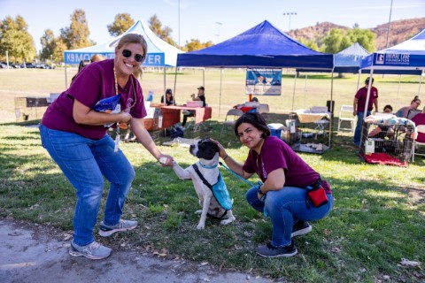 Two volunteers playing with a dog