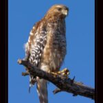 Big, beautiful brown bird perched on a branch