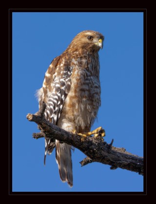 Big, beautiful brown bird perched on a branch