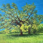 The City of Santa Clarita is pleased to present I’m a Part of Nature,a solo exhibition by Keiji Ichikawa, on display at the Santa Clarita Public Library Valencia Branch (23743 Valencia Boulevard) now through Wednesday, April 15, 2026. The photograph attached to this press release is titled “Oak Tree at Cheeseboro Park” by Keiji Ichikawa. To learn more about I’m a Part of Nature and upcoming art opportunities with the City of Santa Clarita, please visit SantaClaritaArts.com or contact Garrett Fagan at ArtistCall@santa-clarita.com