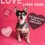 Love lives here - cute dog with hearts around it, dogs, cats, small animals, $14 adoption fees all February, *includes spay/neuter - Los Angeles Animal Control and Care, redefining care
