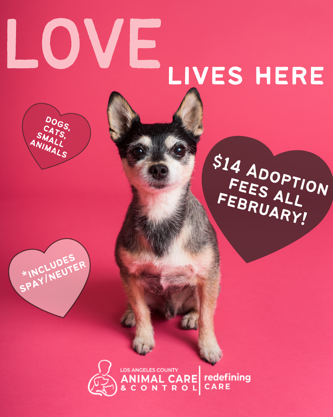 Love lives here - cute dog with hearts around it, dogs, cats, small animals, $14 adoption fees all February, *includes spay/neuter - Los Angeles Animal Control and Care, redefining care