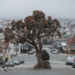 Image of tree in the middle of a two way road. The image is titled “Urban Relic” by Yuliia Savenko. To learn more about 7th Circuit and upcoming art opportunities with the City of Santa Clarita, please visit SantaClaritaArts.com or contact Garrett Fagan at ArtistCall@SantaClarita.com.