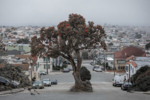 Image of tree in the middle of a two way road. The image is titled “Urban Relic” by Yuliia Savenko. To learn more about 7th Circuit and upcoming art opportunities with the City of Santa Clarita, please visit SantaClaritaArts.com or contact Garrett Fagan at ArtistCall@SantaClarita.com.