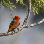Wildlife Sunset (image of a red bird on a branch), by Jayme Sun Thomas