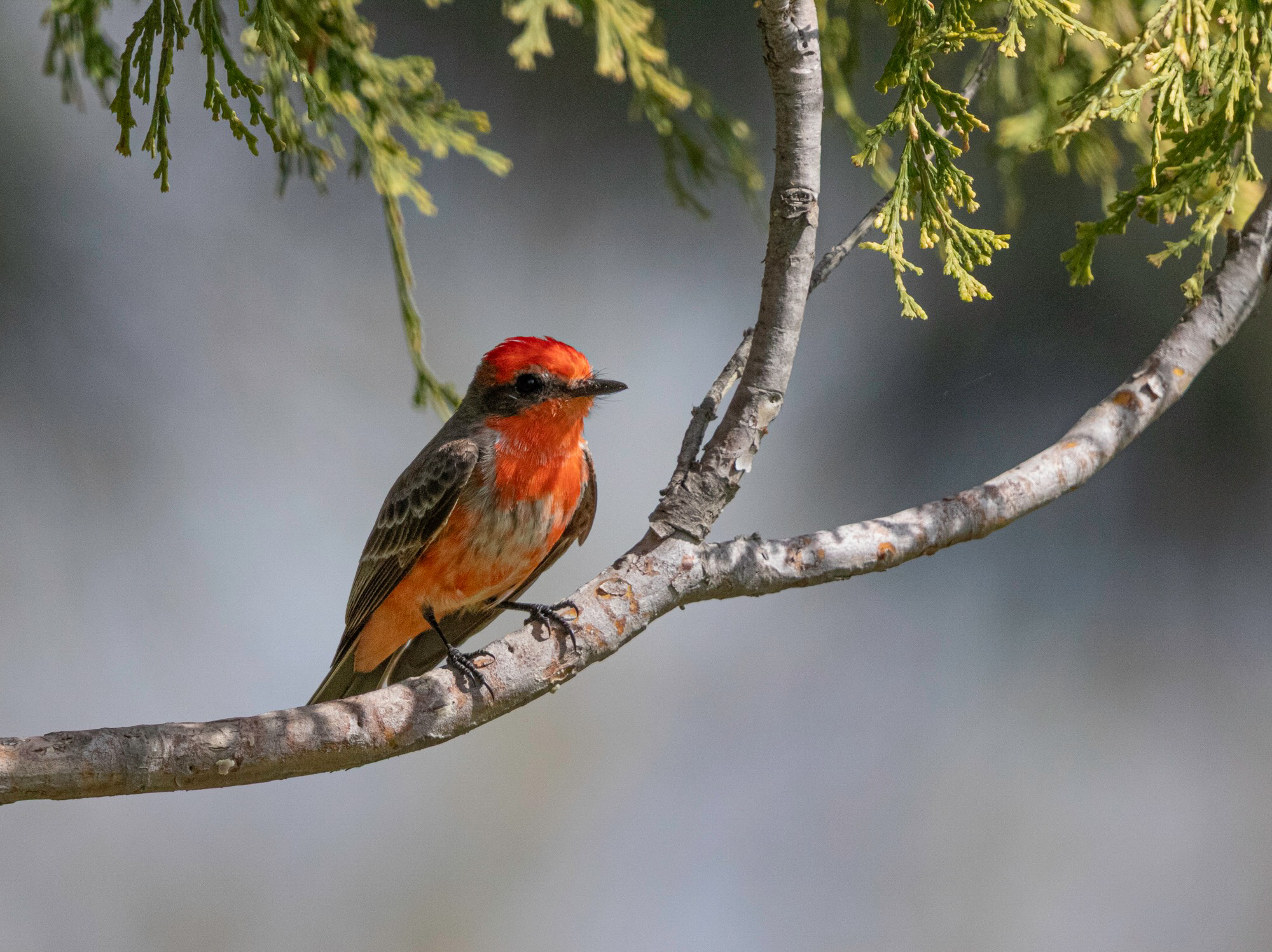 Wildlife Sunset (image of a red bird on a branch), by Jayme Sun Thomas