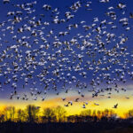 Snow geese at sunset image. Photo by Jerry Cowart as part of the Animal Kingdom Exhibit at the Newhall Community Center.