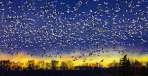 Snow geese at sunset image. Photo by Jerry Cowart as part of the Animal Kingdom Exhibit at the Newhall Community Center.
