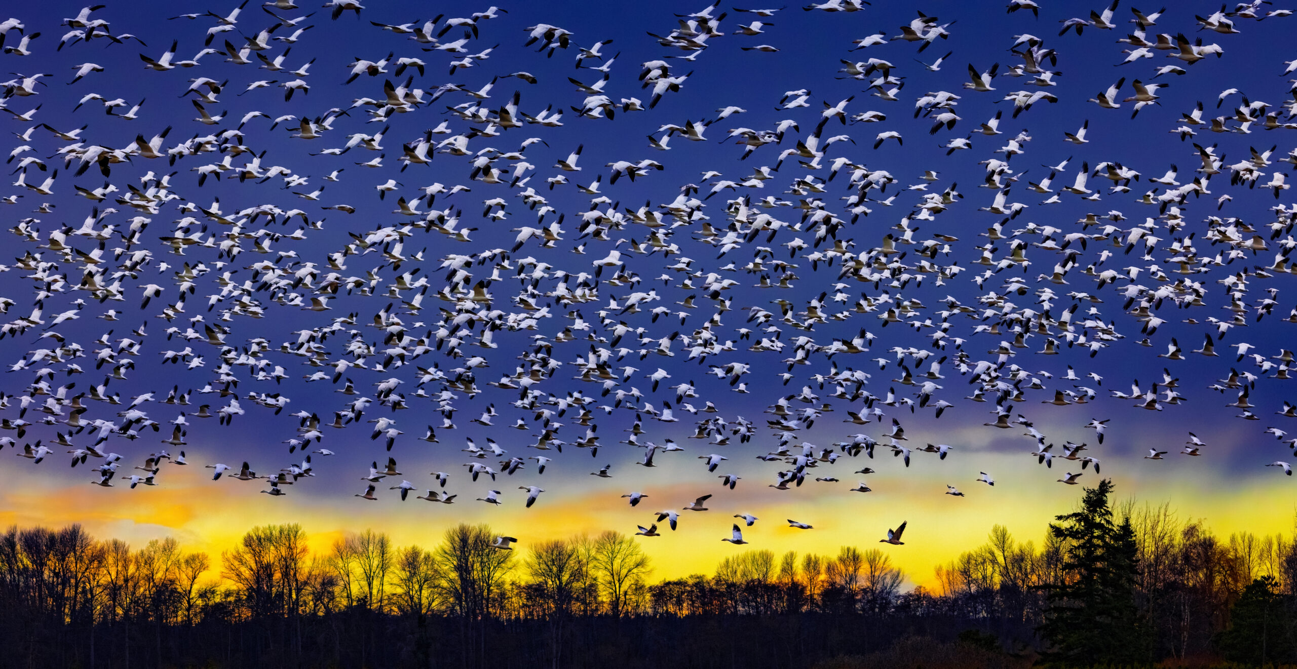 Snow geese at sunset image. Photo by Jerry Cowart as part of the Animal Kingdom Exhibit at the Newhall Community Center.